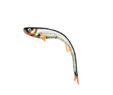 Polarbite Fishing Vertical24 24cm 45g