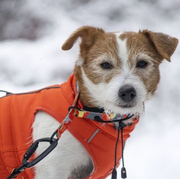 Finnero SPORT Softshell Takki Oranssi 45cm XL