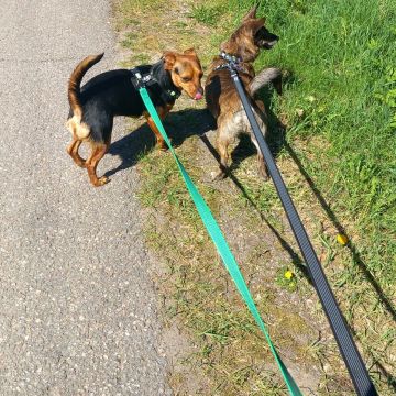 FINNERO Rescue Antislip -talutushihna Wire-Gate Swivel Lock 2cmx300cm Musta