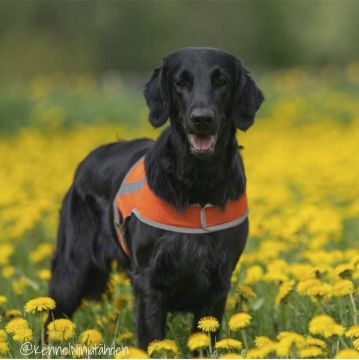 Finnero ATTE Huomioliivi Oranssi S