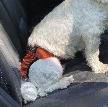 FINNERO BRENDA Narttusuoja koiralle - Oranssi XL