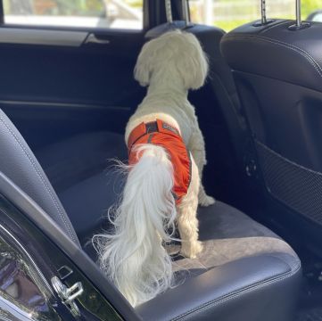 FINNERO BRENDA Narttusuoja koiralle - Oranssi XL