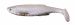 Savage Gear 3D Bleak Paddle Tail 8cm 4g White Silver