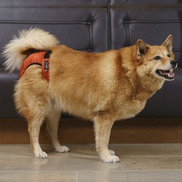 FINNERO BRENDA Narttusuoja koiralle - Oranssi XL