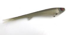 Polarbite Fishing Vertical18 18cm 25g Oily Roach