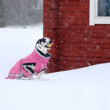 Kivalo Koiran toppatakki Luosto Koko 45cm Väri: Kelo 