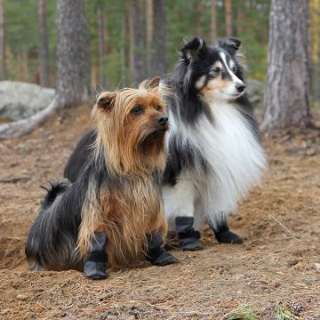 Kivalo Koiran Tossu Polku 2 kpl/pkt Koko S