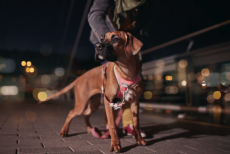 Hurtta Venture Vedonestovaljas 80-100 Tyrni