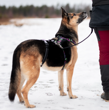 Finnero RESCUE Valjaan stoppari M/L