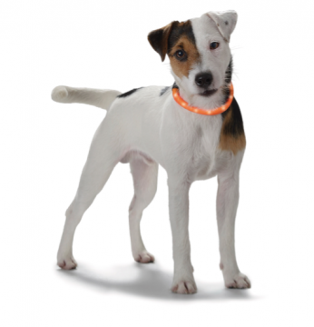 Yukon Valopanta koiralle (20-70 cm) Lime