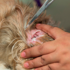 Show Tech Korvapuuteri, 30 g