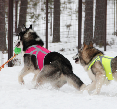 Kivalo Koiran heijastinliivi Kaamos Oranssi L