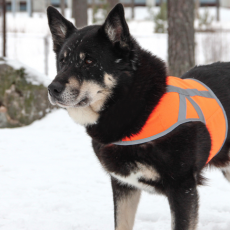 Kivalo Koiran heijastinliivi Kaamos Oranssi L