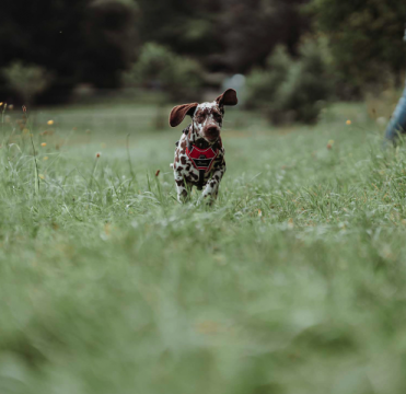 Hunter Koiran valjas Divo L