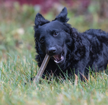 CanineCare Kasvis-merileväluu, purutikku S