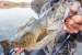 Rapala Crushcity The Mayor 7.5cm 3" Red Craw