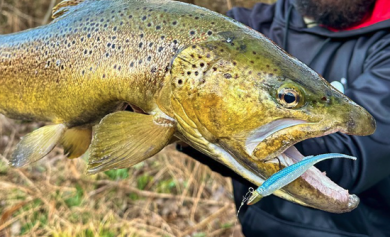 Rapala Crushcity The Stingman 12.5cm 5" Arkansas Shiner 
