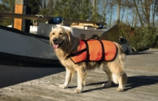 Koirien pelastusliivi S 7-9kg