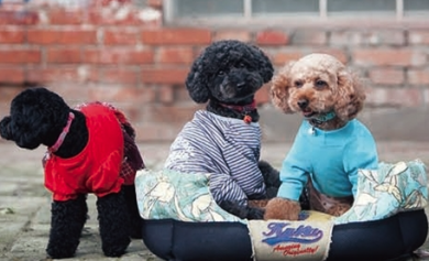 Katsu peti Luontoaiheinen kuosi 55x35x23 cm