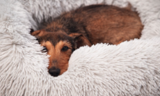 Beeztees YALI pyöreä pörröpeti 70cm