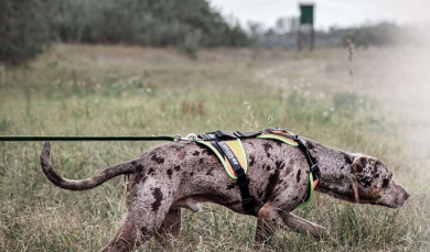 Julius-K9 Mantrailing/Outdoor harness L/XL 