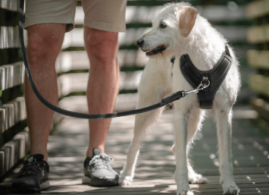 Julius-K9 Longwalk Light Y-Valjaat L 43-60cm 18-25kg