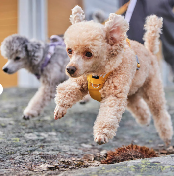 Hurtta Seeker valjas 40-50cm Hunaja