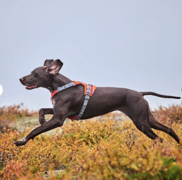 Hurtta Rover valjas 55-70cm Kaneli