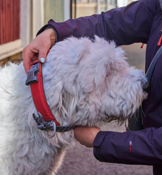 Hurtta Rover panta 35-45cm Kaneli