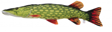 Kalatyyny jättihauki, Koko: 110cm