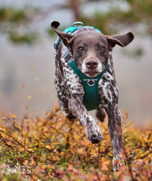 Hurtta Rover valjas 45-60cm Riikinkukko