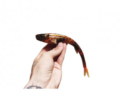 Polarbite Fishing Vertical24 24cm 45g UV Made