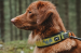 Hurtta Weekend Warrior panta 25-35 Korppi