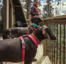 Hurtta Casual Y-Valjas ECO 60-70cm Korppi