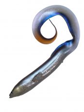 Savage Gear Real Eel 40cm 147g Purple Eel