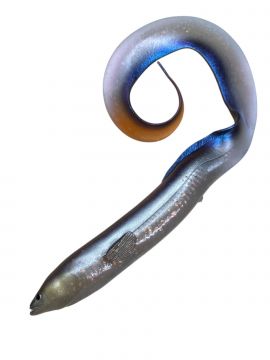 Savage Gear Real Eel 40cm 147g Purple Eel