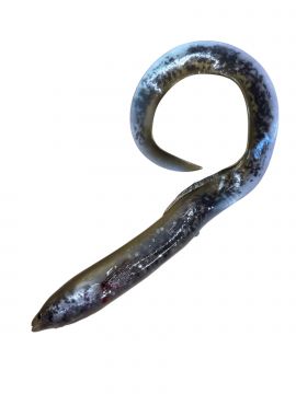 Savage Gear Real Eel 40cm 147g Green Lamprey