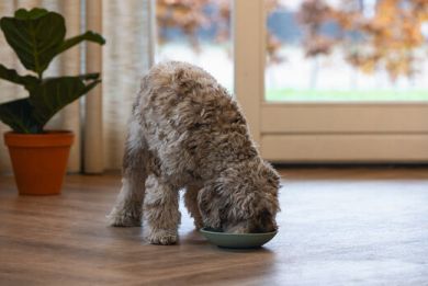 BZ silikoni nuolumatto kulho vihreä 19cm