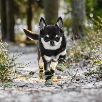Finnero HALLA Heijastavat Tossut Koiralle 4kpl/pkt Vihreä M